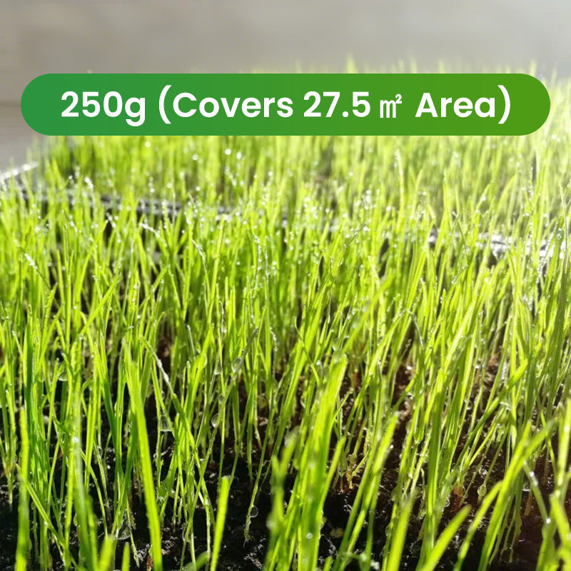 Gräsfrön för gräsmatta och golfbana
